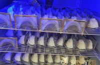 Làm thế nào để phân biệt tổ yến non hay tổ yến đã già?